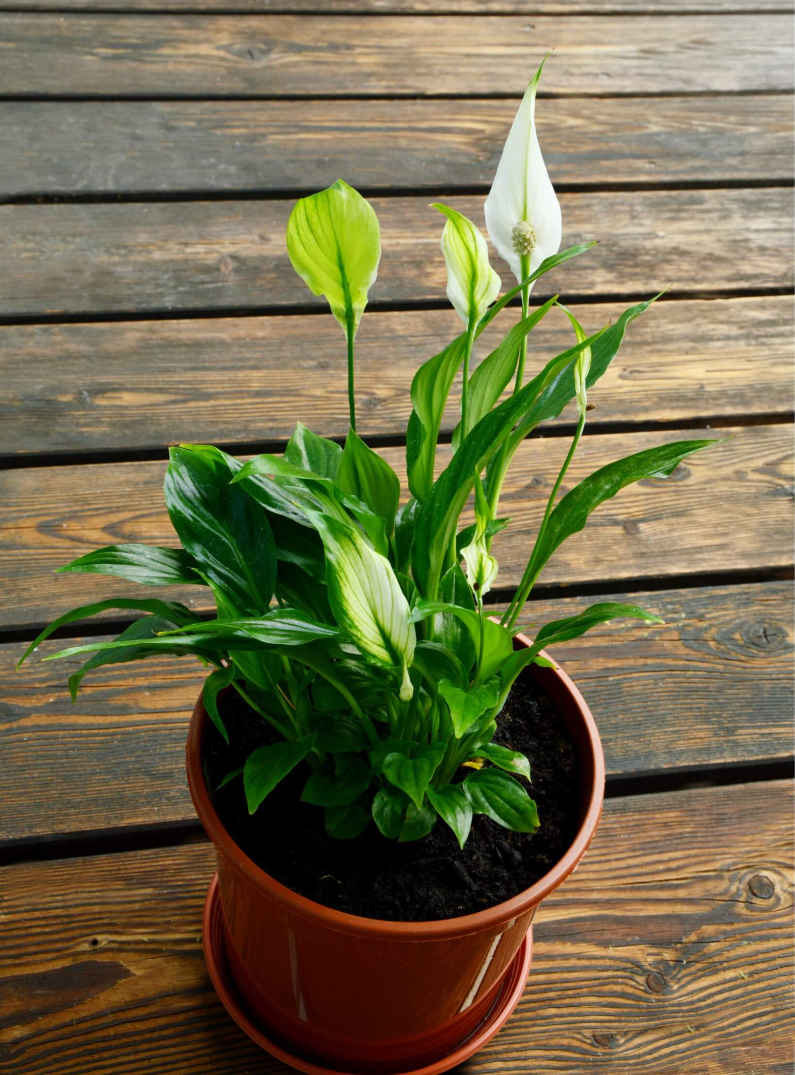Care For Peace Lily 01 Care For Peace Lily 01