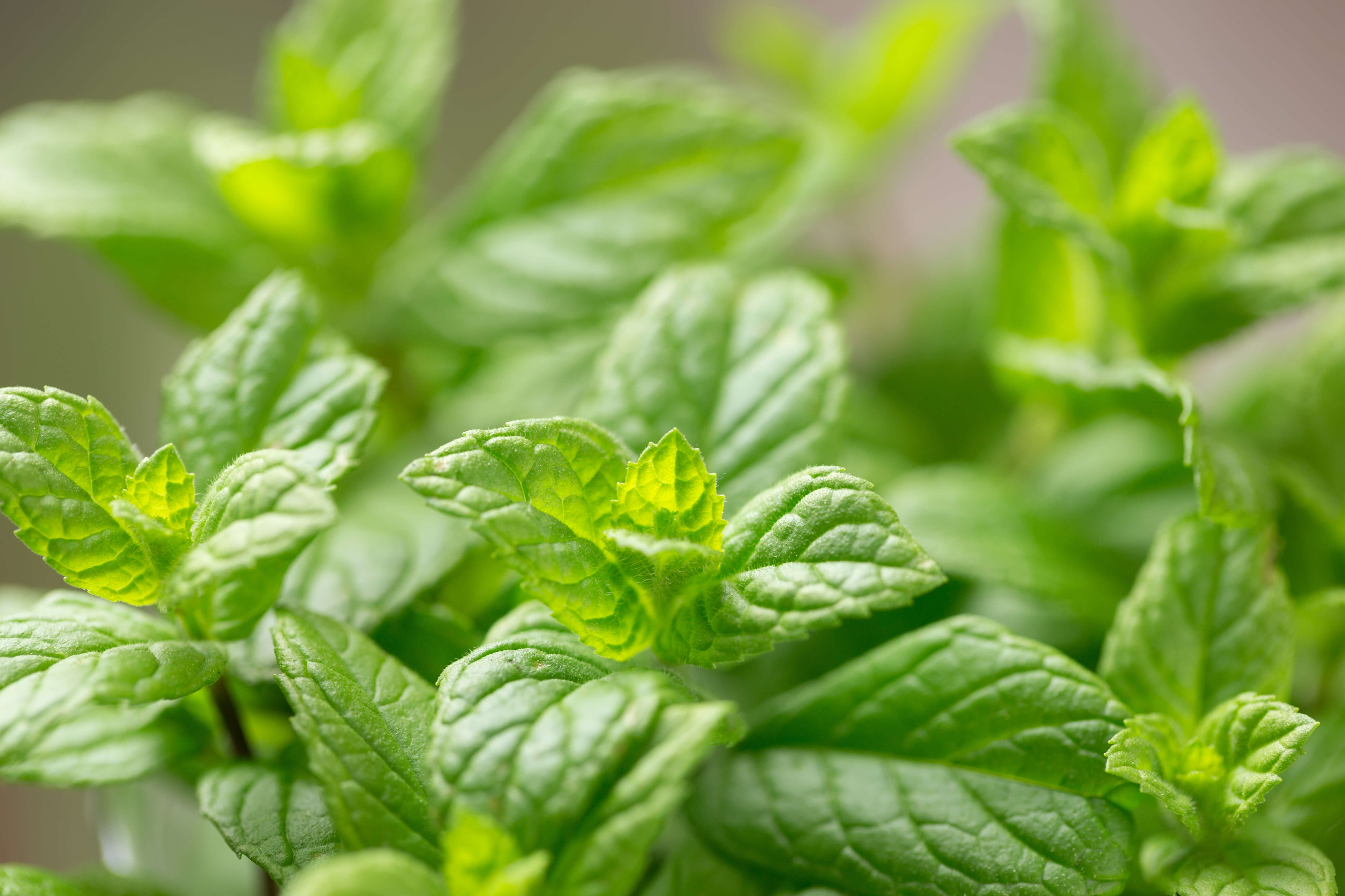 Mint Plant Care Main