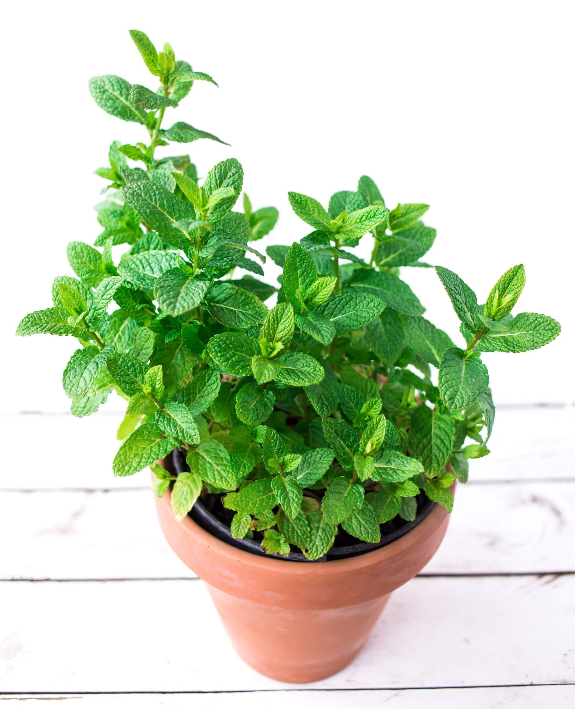Mint Plant Care Container
