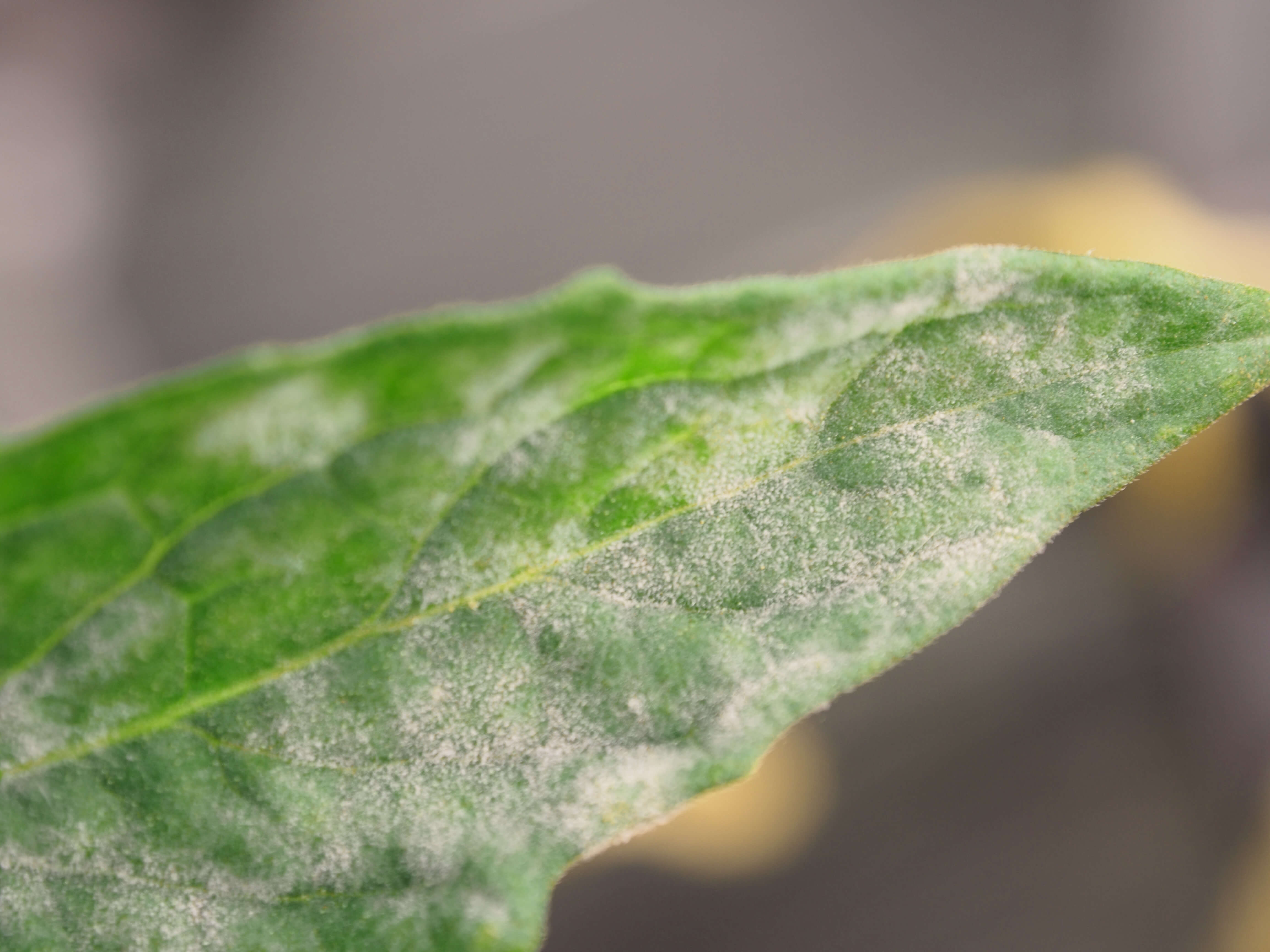 Mint Plant Care Mildew