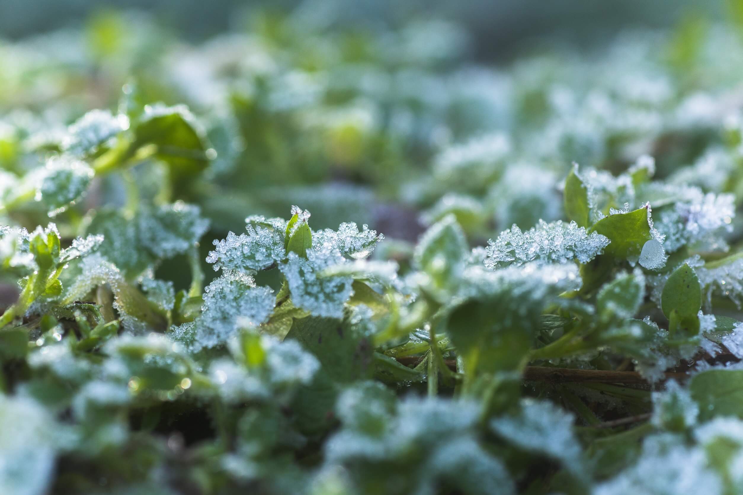 Mint Plant Care Winter