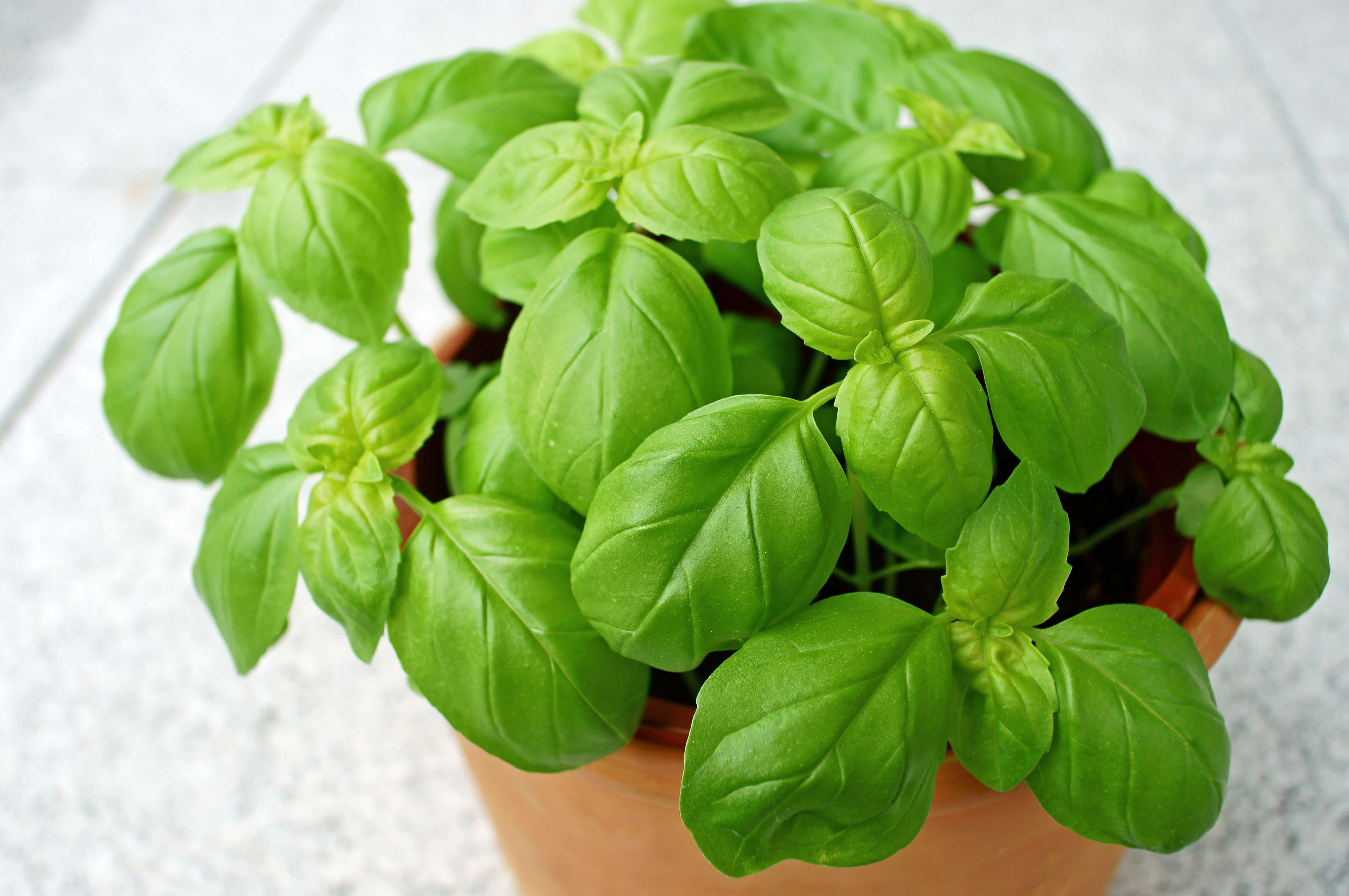 Beginner urban gardener looking for information on Basil plant care? Click on through for a taste of Basil in your continuer garden.