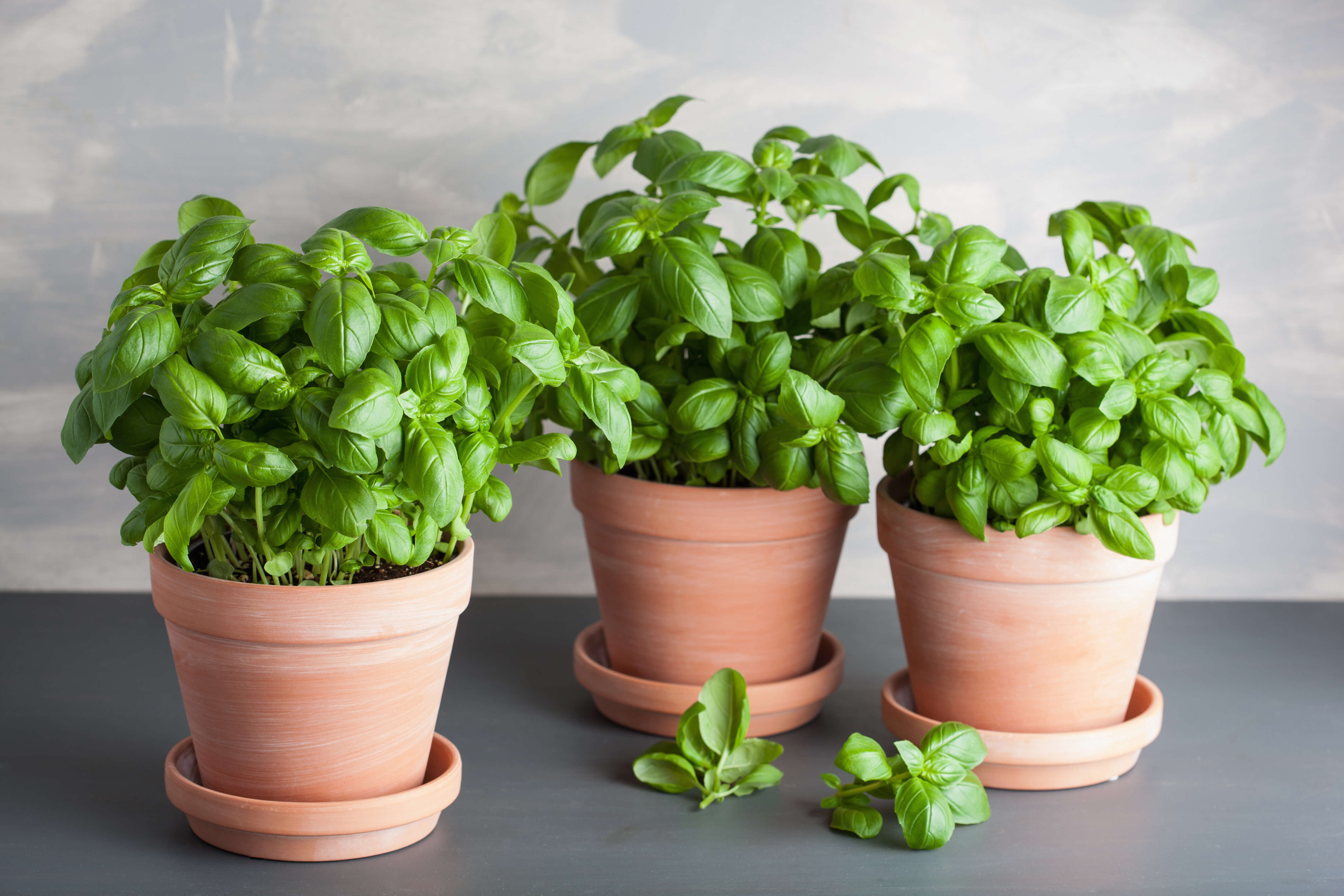 Basil plant care 03 Containers Basil plant care 03 Containers