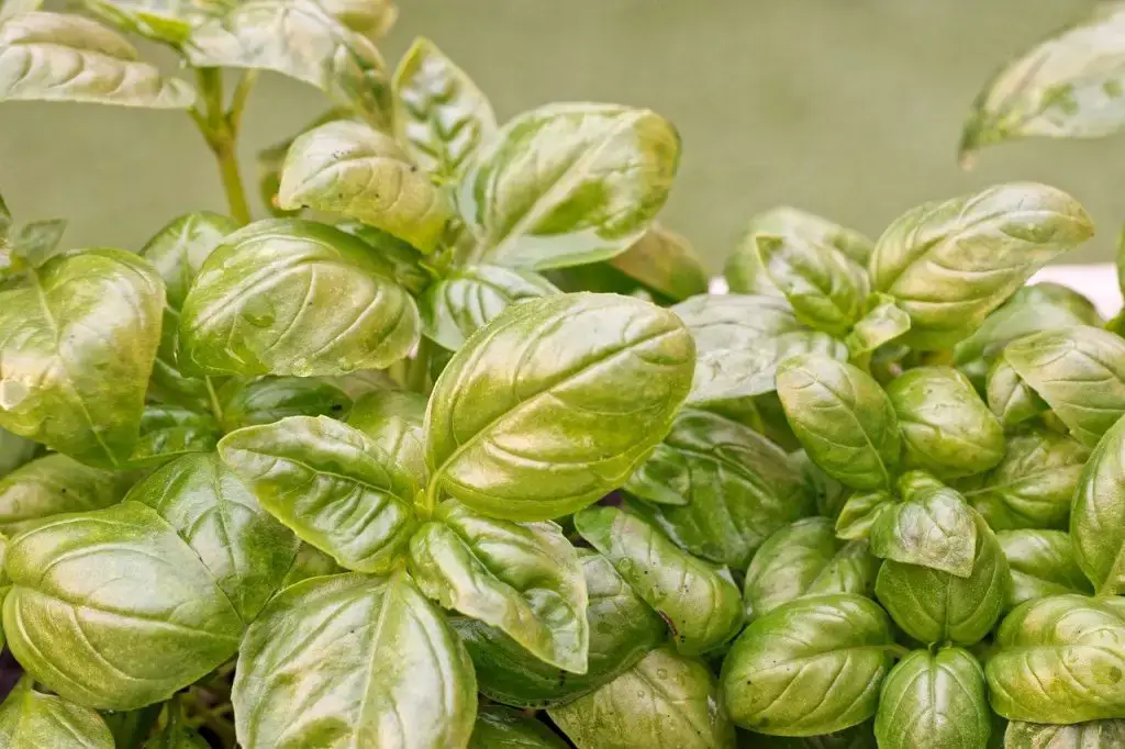 Basil Plant Care yellow Basil Plant Care yellow
