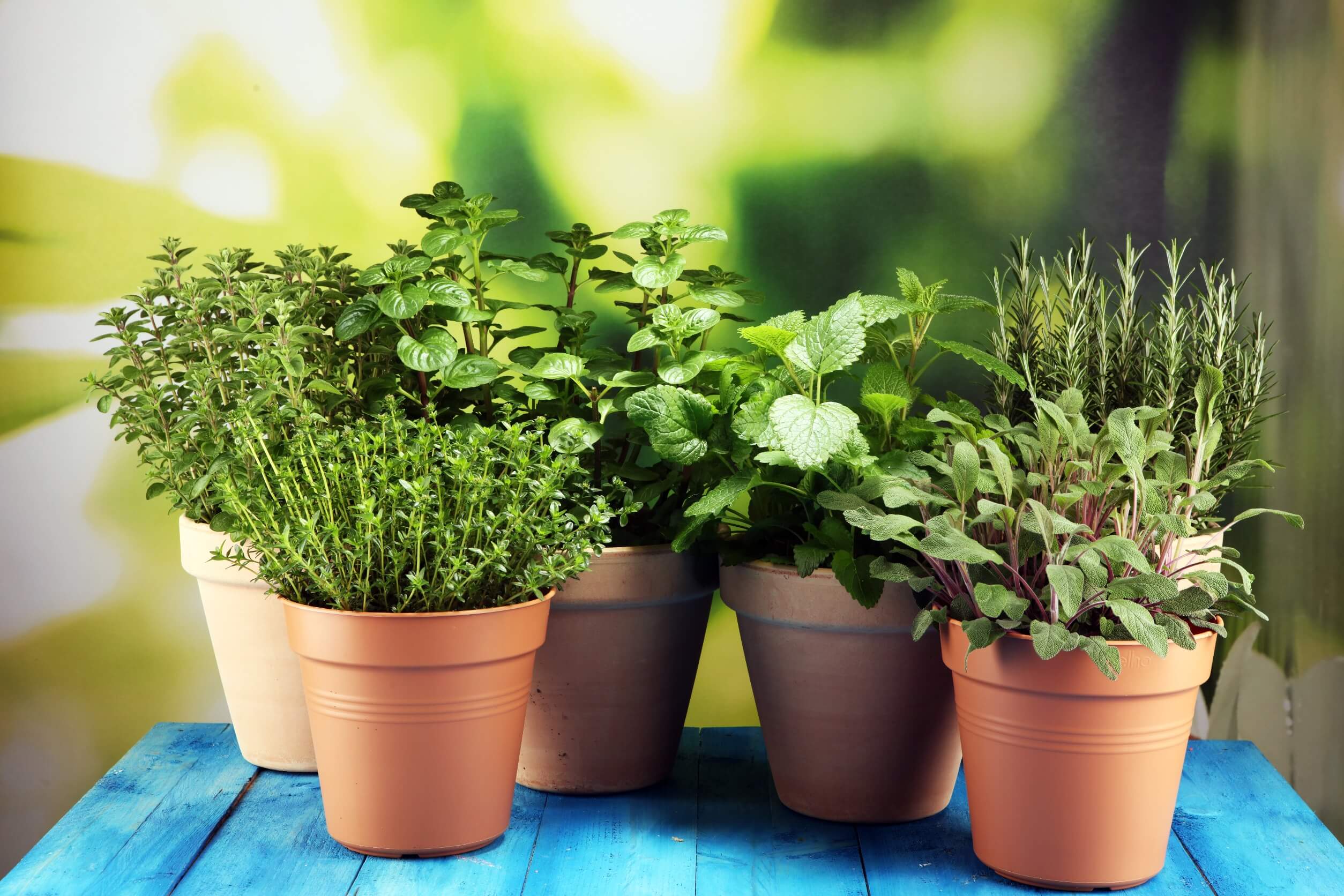 Best herbs for container gardening main Best herbs for container gardening main