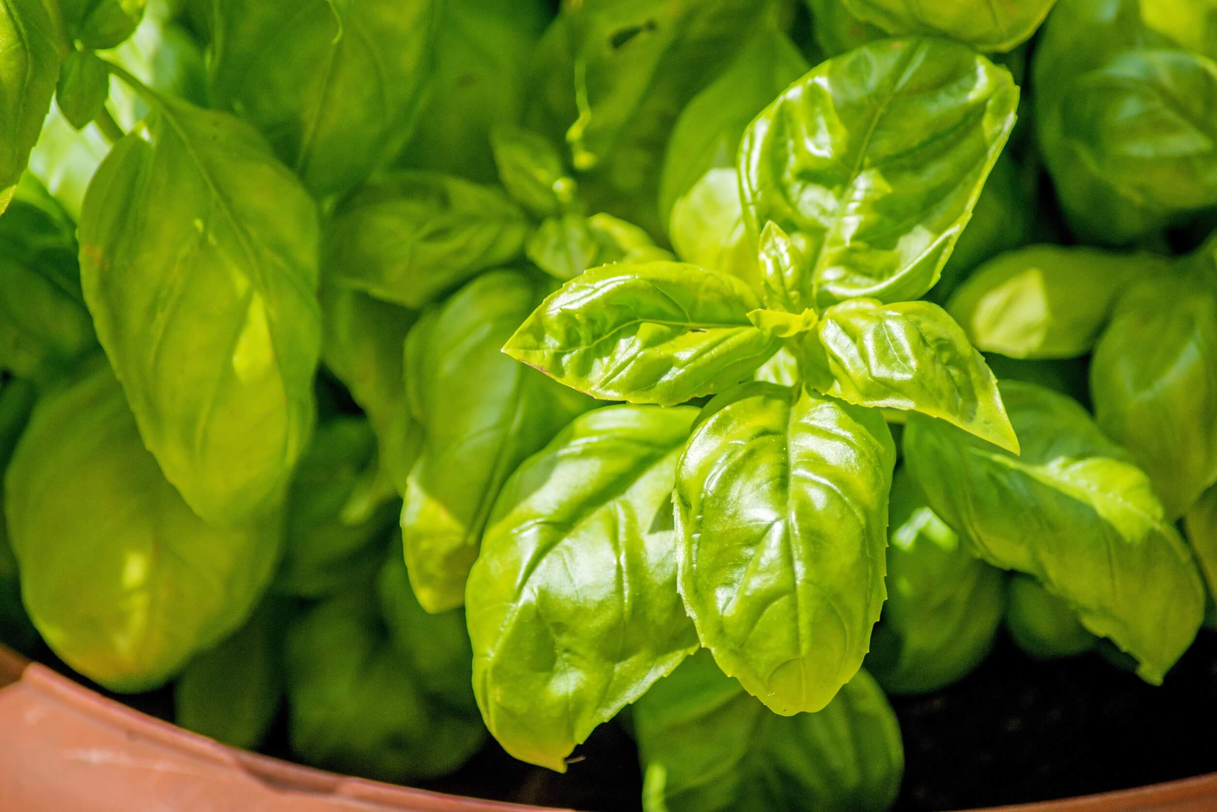 Best herbs for container gardening basil Best herbs for container gardening basil
