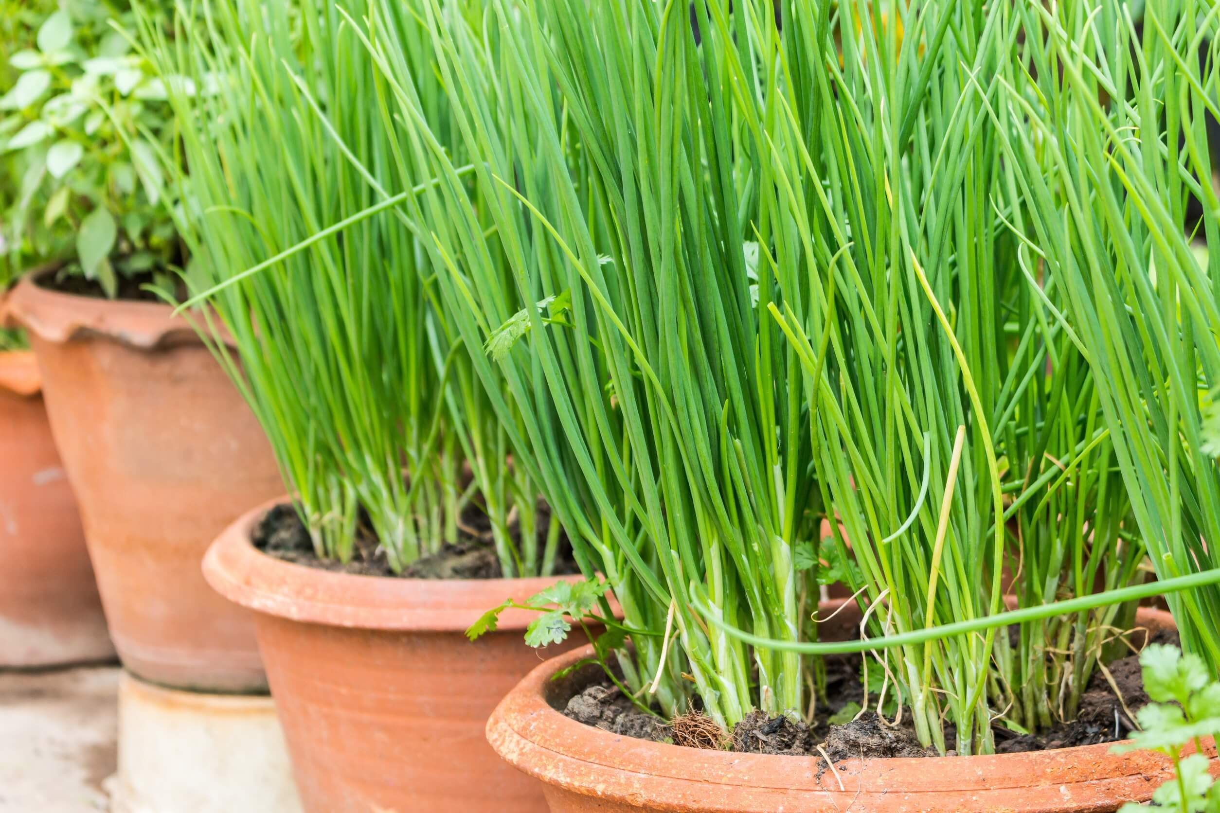 Best herbs for container gardening chives Best herbs for container gardening chives