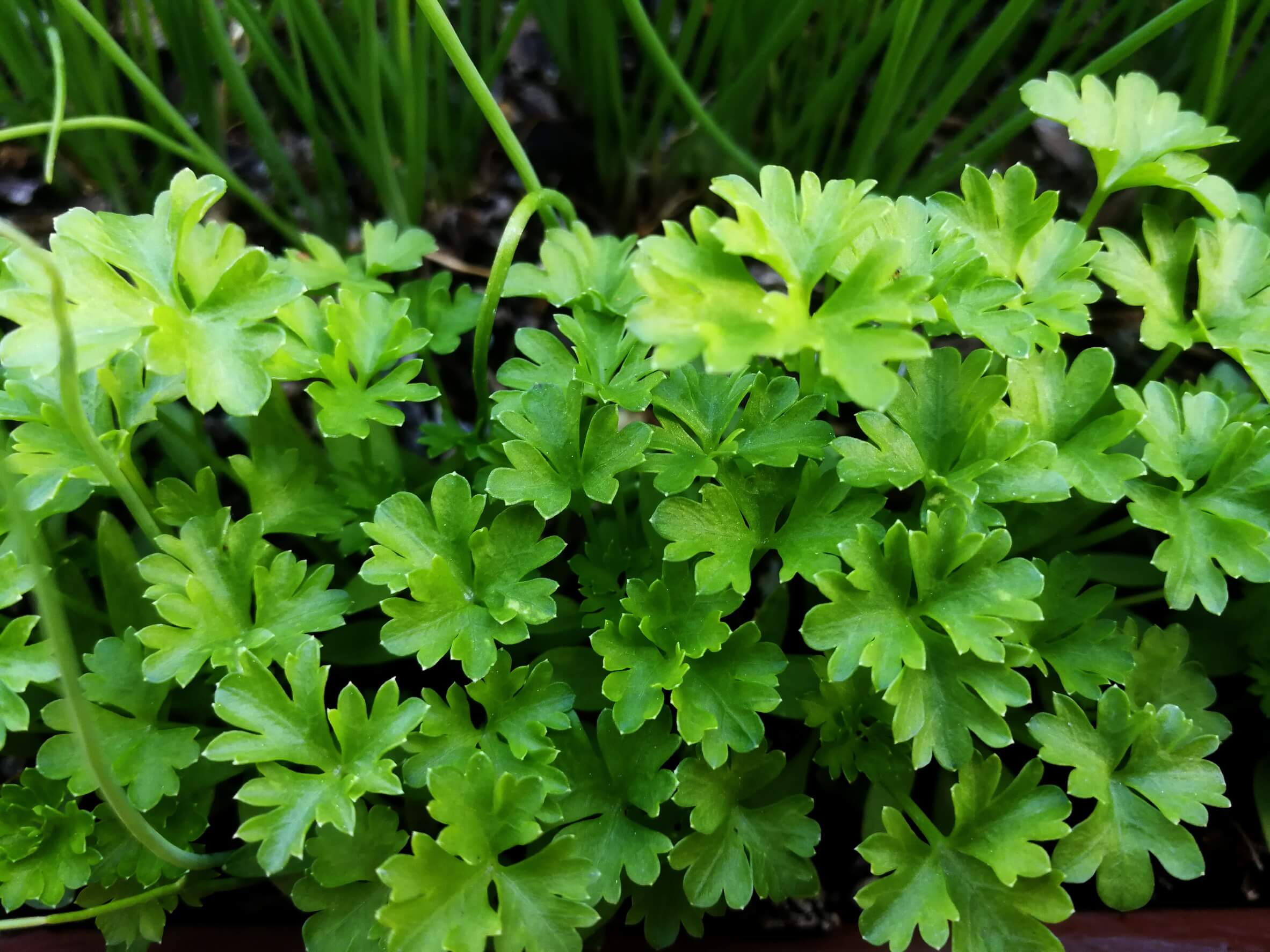 Best herbs for container gardening parsley Best herbs for container gardening parsley