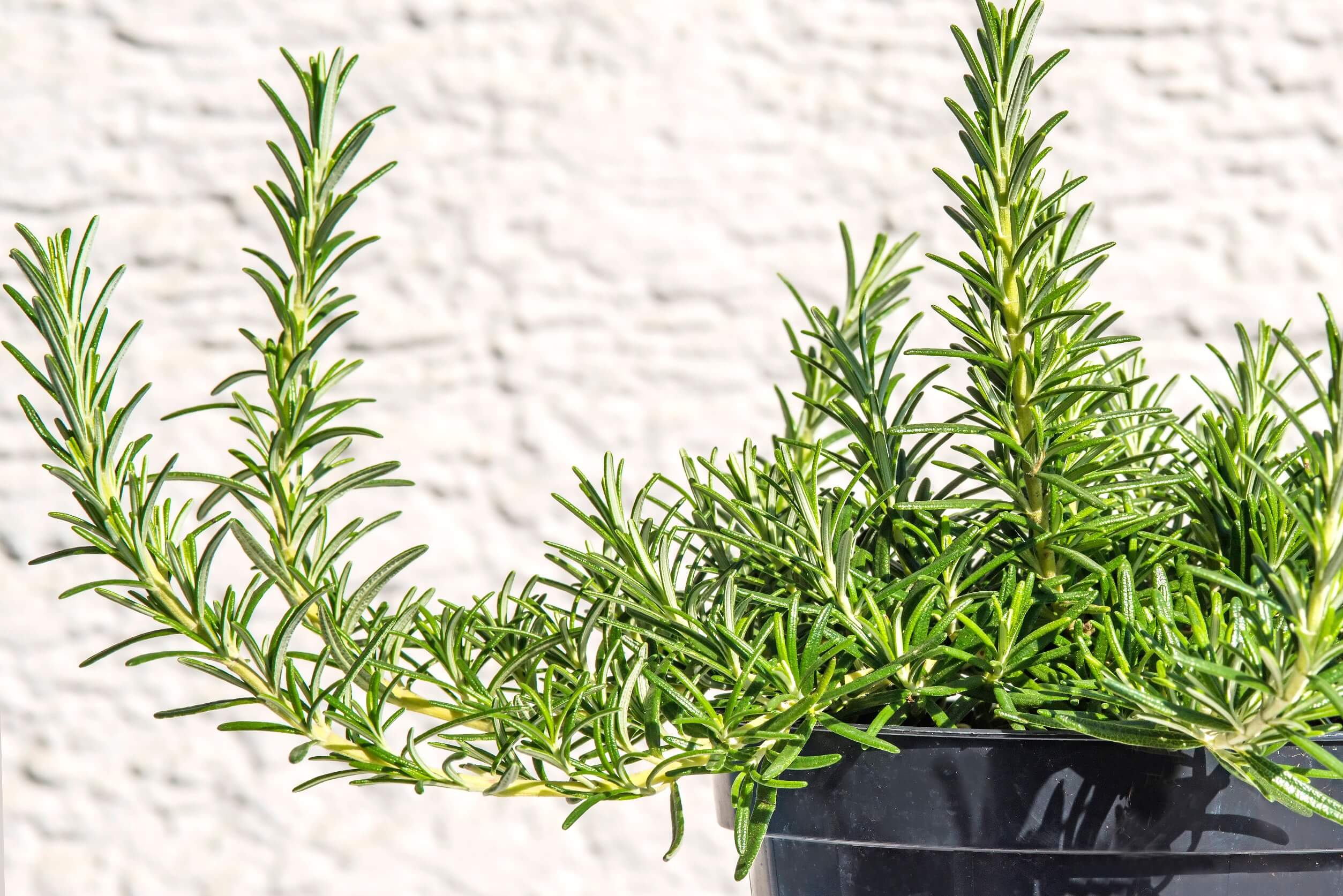 Best herbs for container gardening rosemary Best herbs for container gardening rosemary