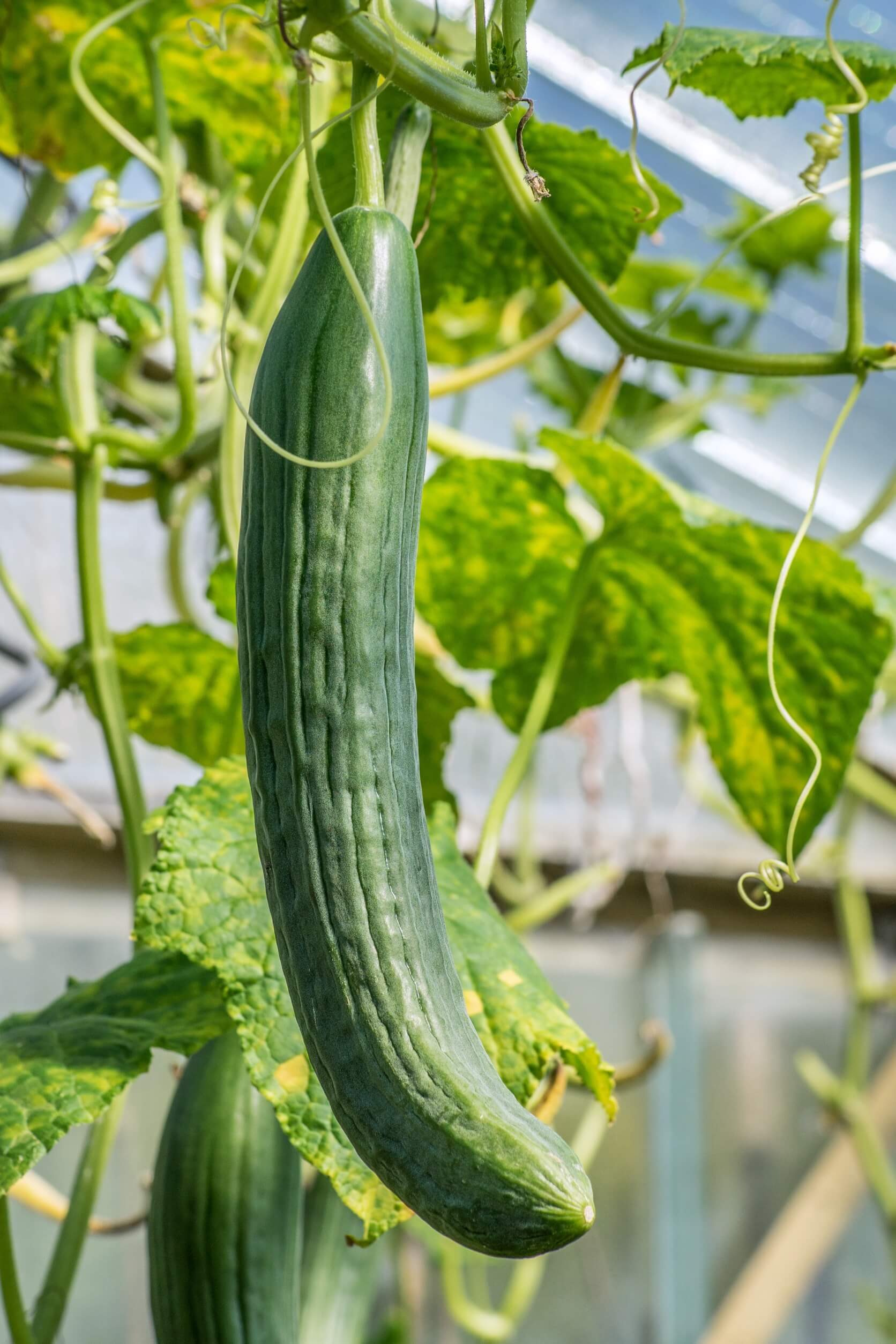 best vegetables for hydroponics - cucumbers