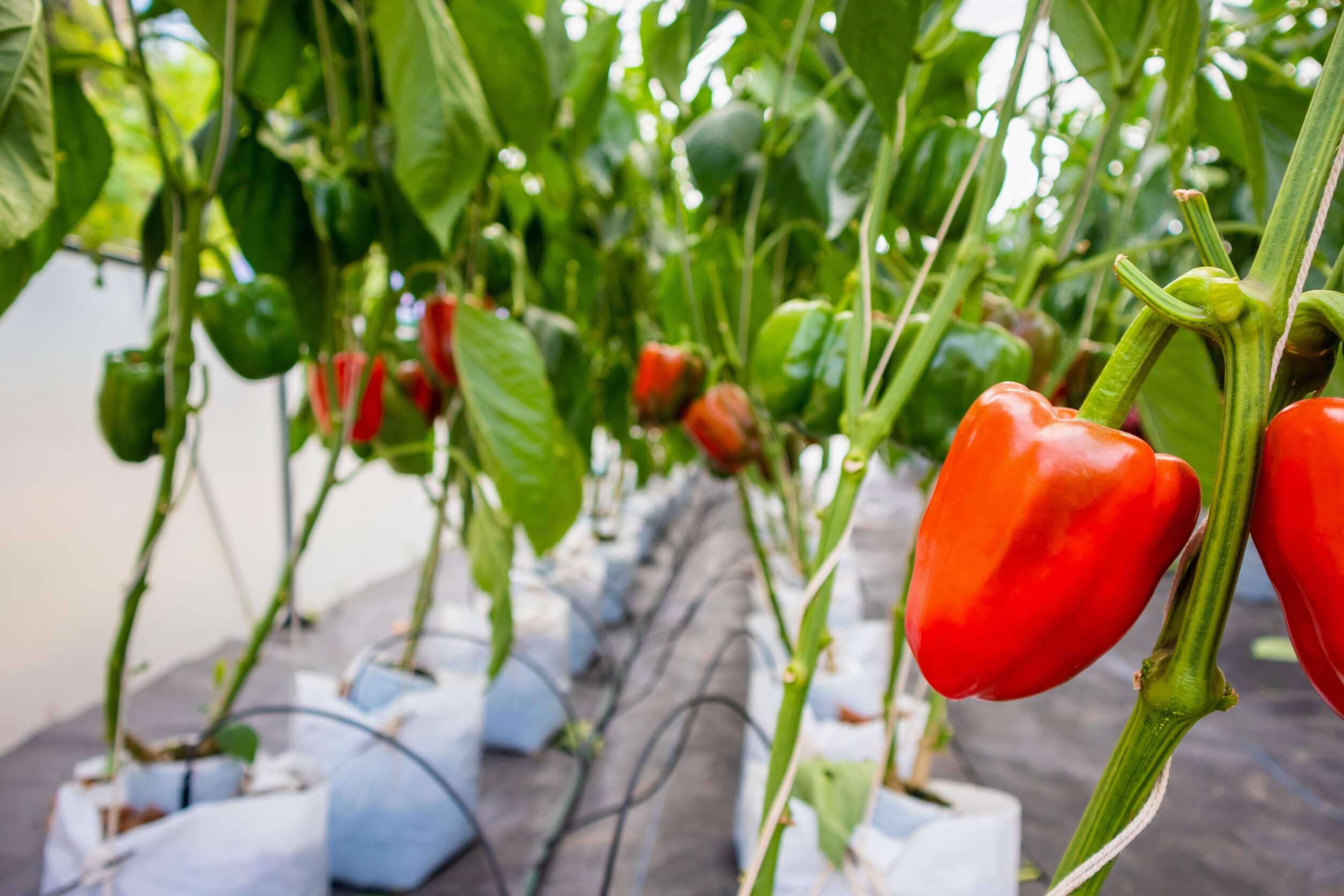 best vegetables for hydroponics - peppers