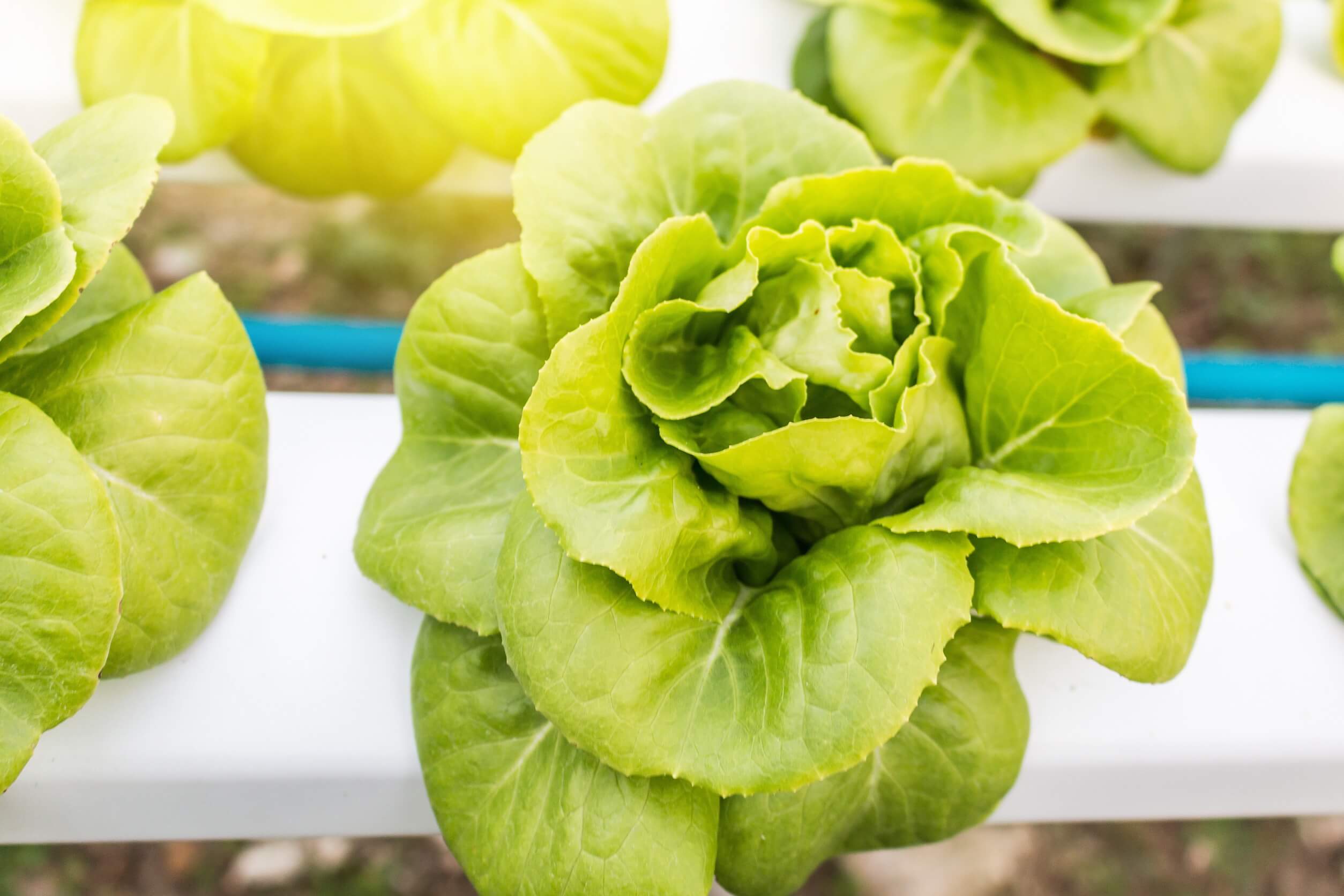 best vegetables for hydroponics - lettuce