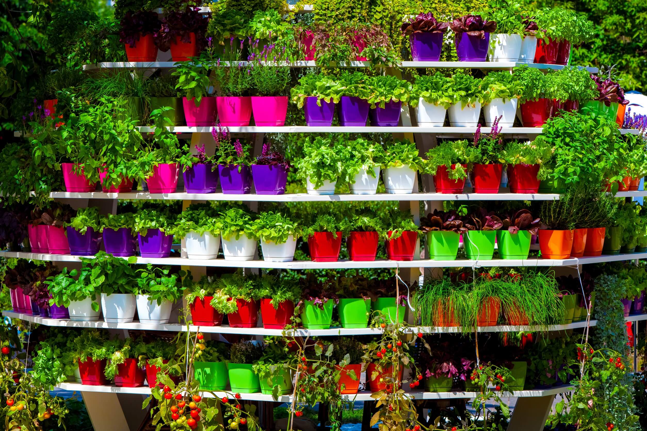Wall of bright Potted plants and flowers Wall of bright Potted plants and flowers