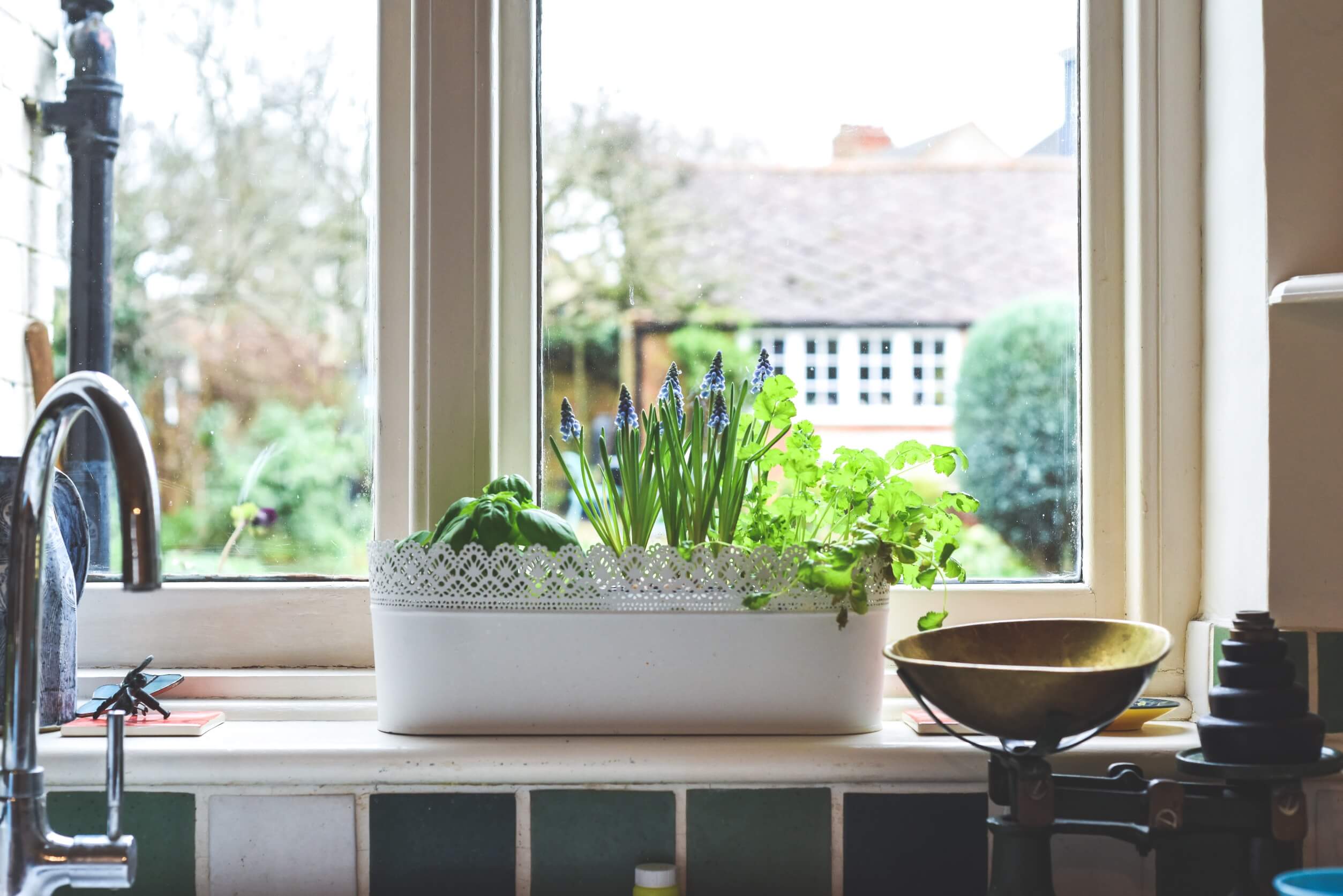 container gardening for herbs - windowsill 2 container gardening for herbs - windowsill 2