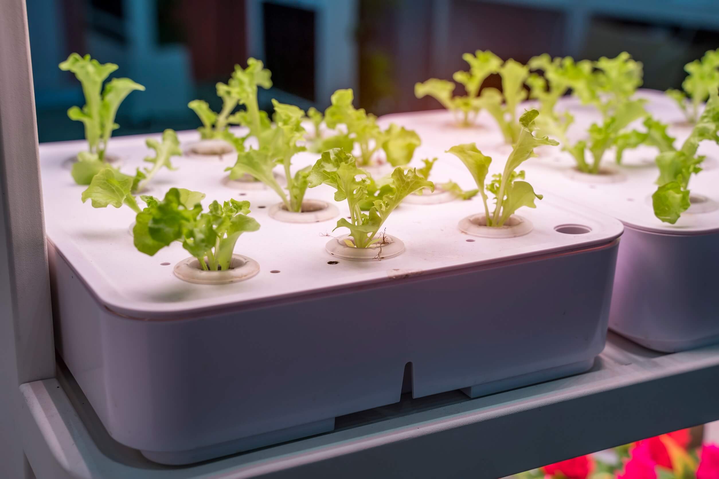 home hydroponic gardening systems DWC home hydroponic gardening systems DWC