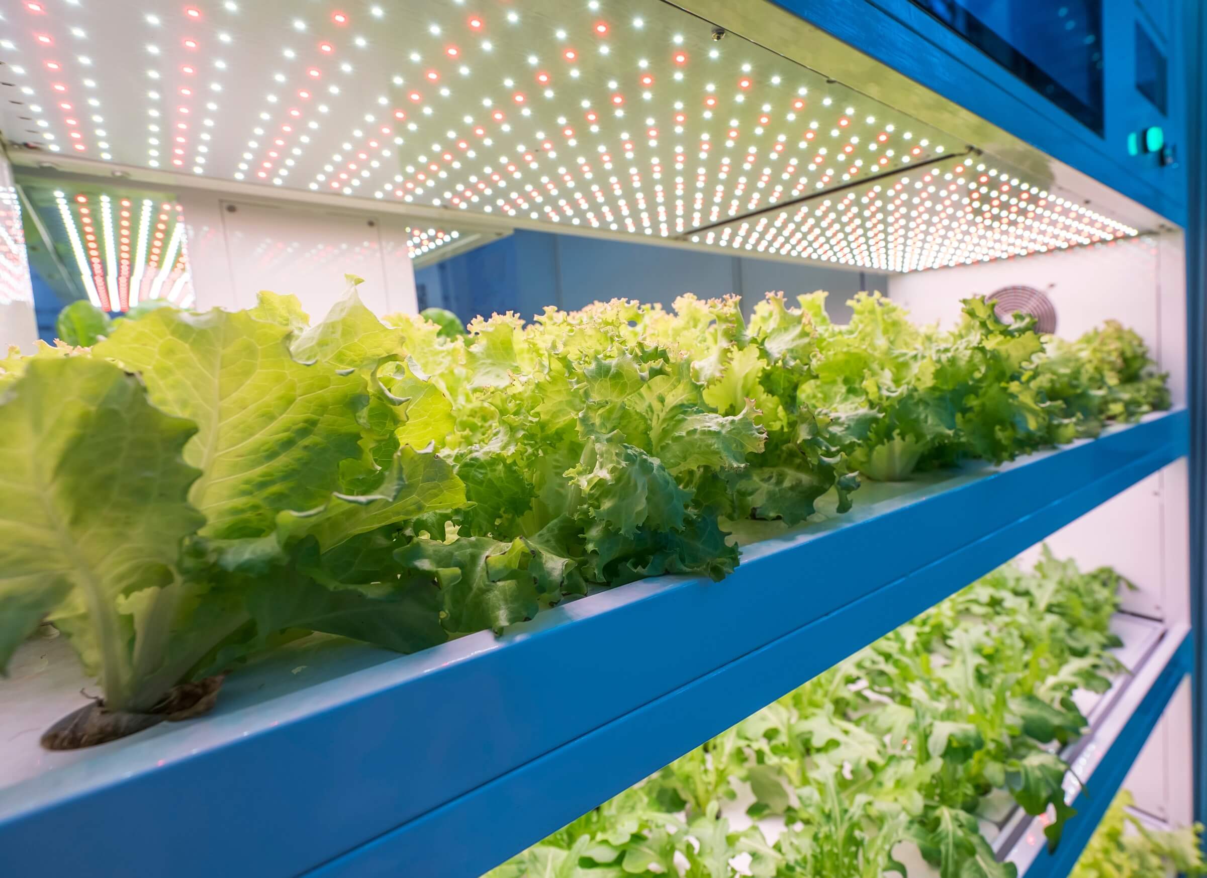 hydroponic grow lights