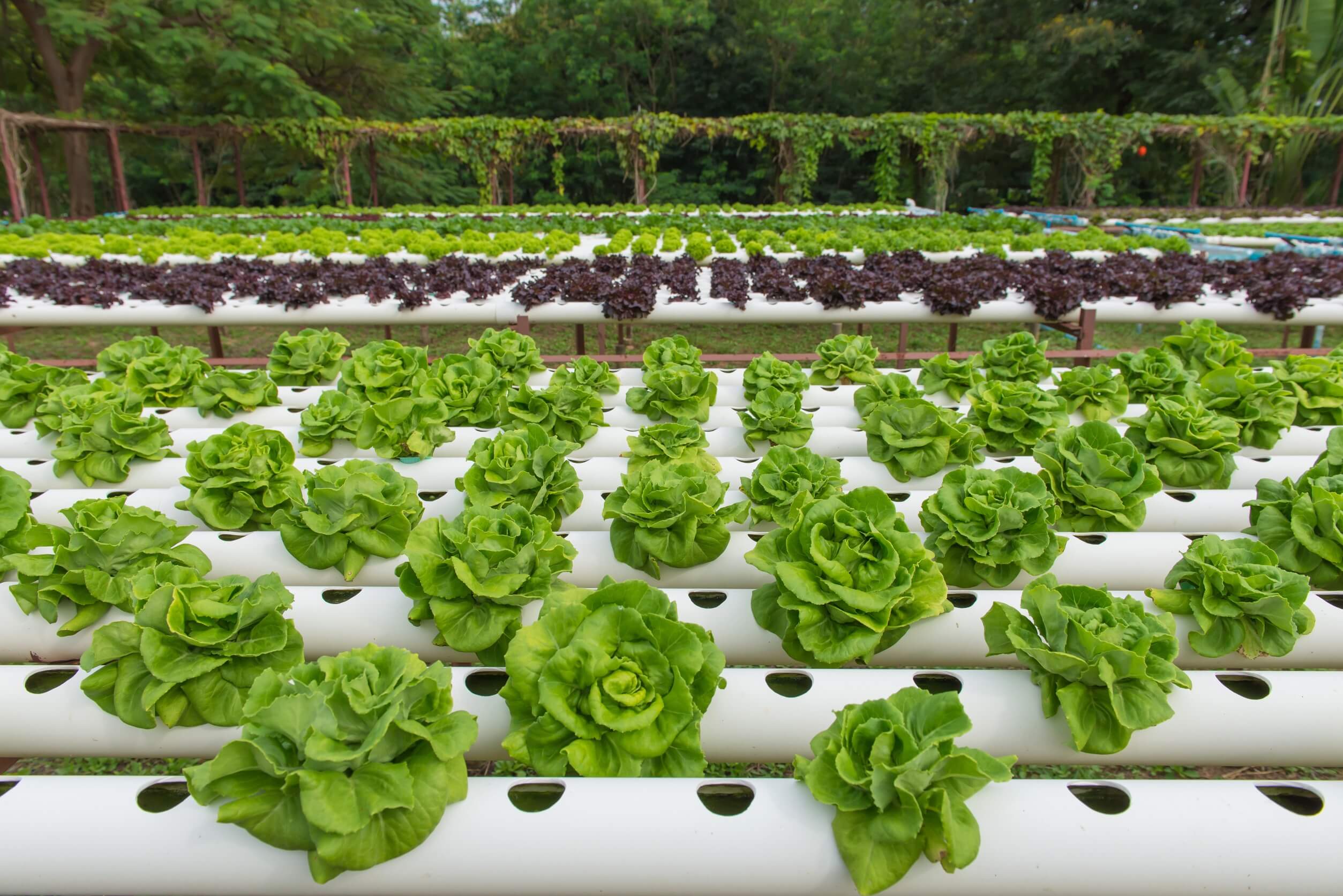 Hydroponic gardening 01