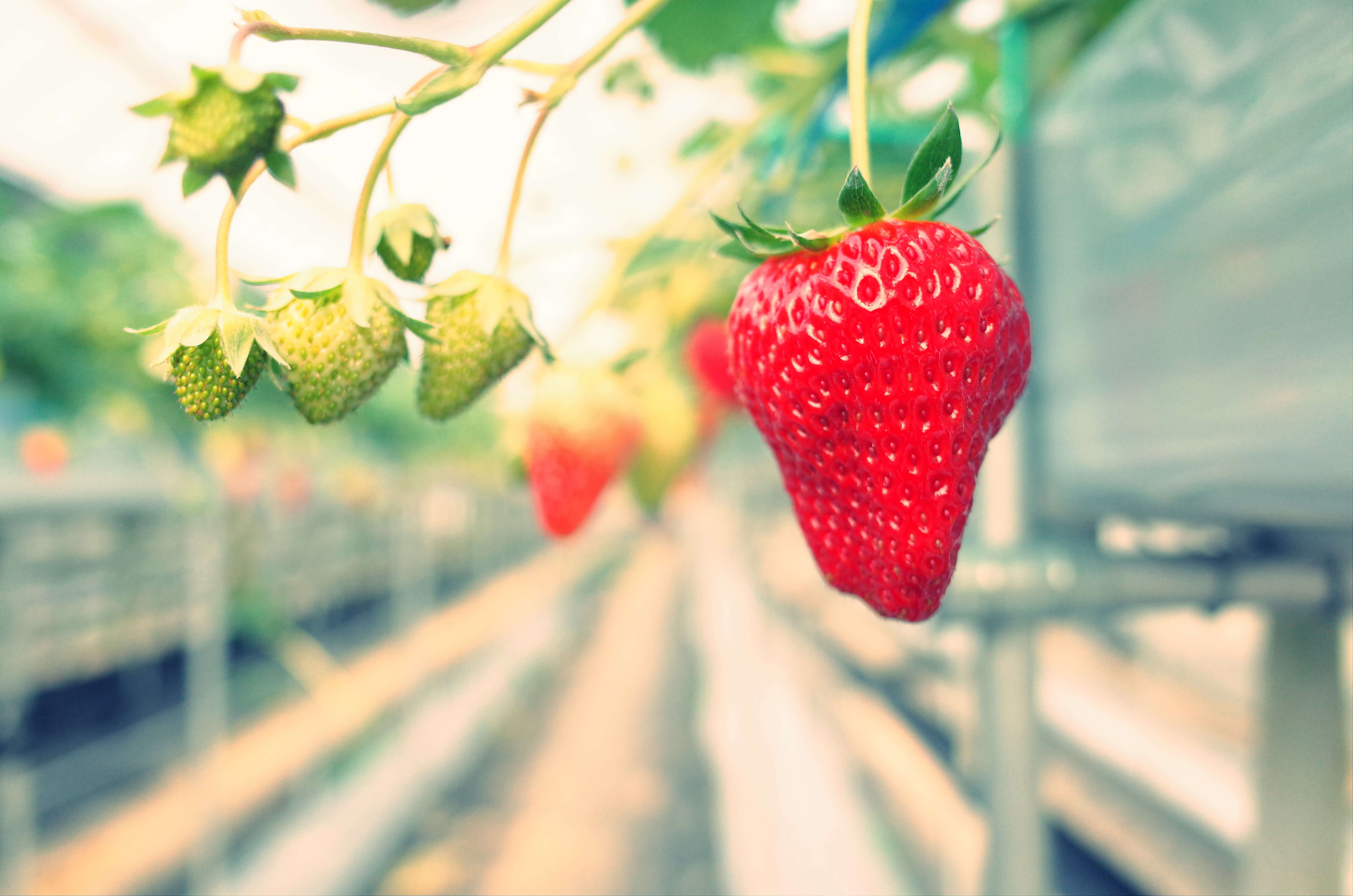 Strawberries in Hydroponics 02 Strawberries in Hydroponics 02